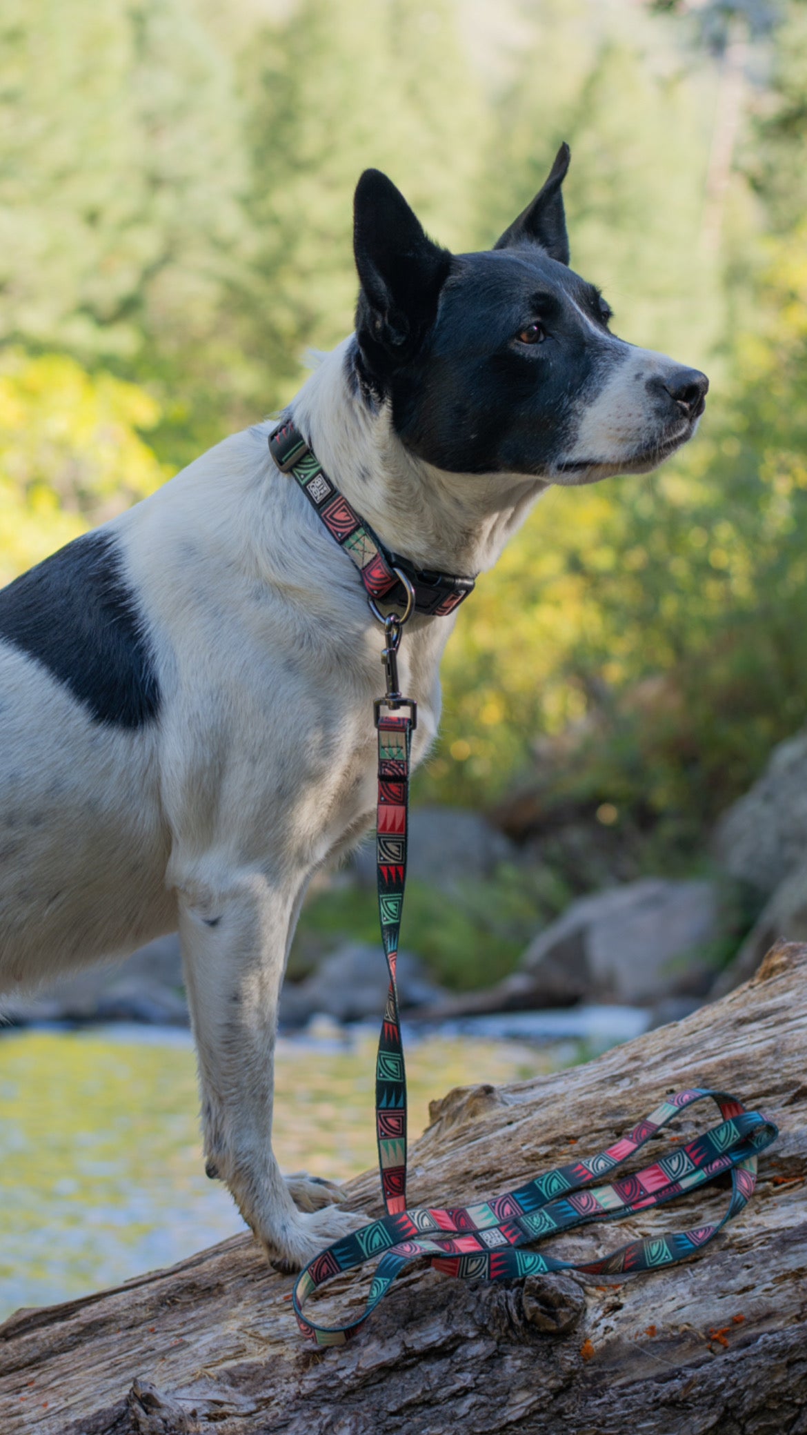 Desert Night Dog Leash