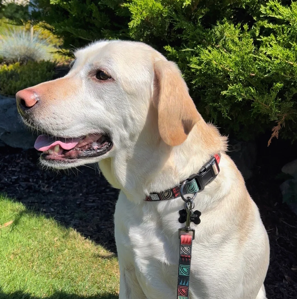 Desert Night Pet Collar