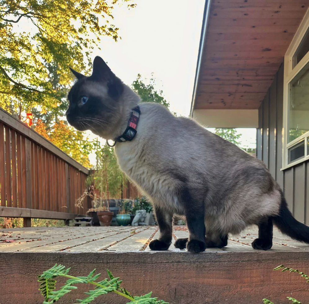 Desert Night Pet Collar